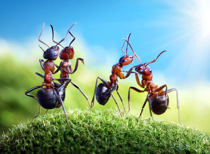 Видео с муравьиным хороводом вокруг iPhone взорвало интернет